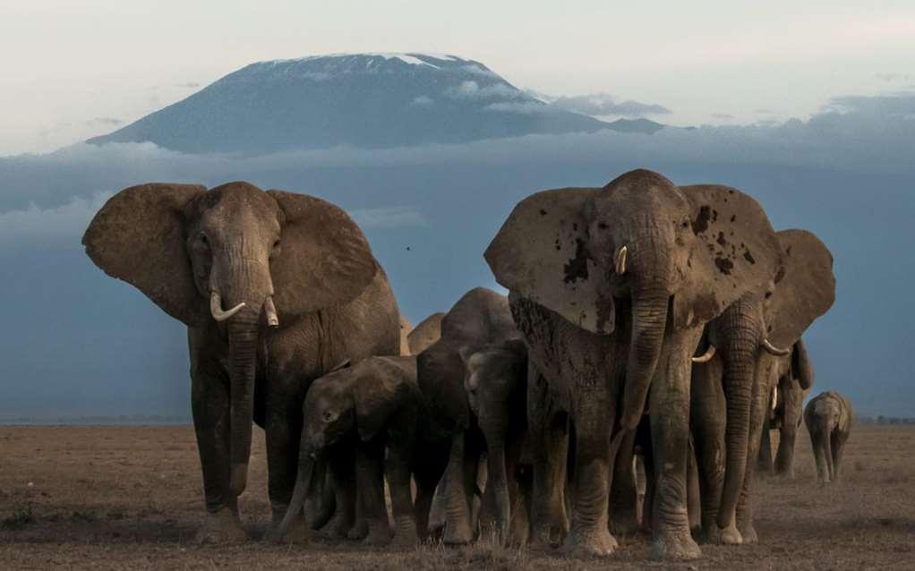 Amboseli Serena Safari Lodge Facilities photo