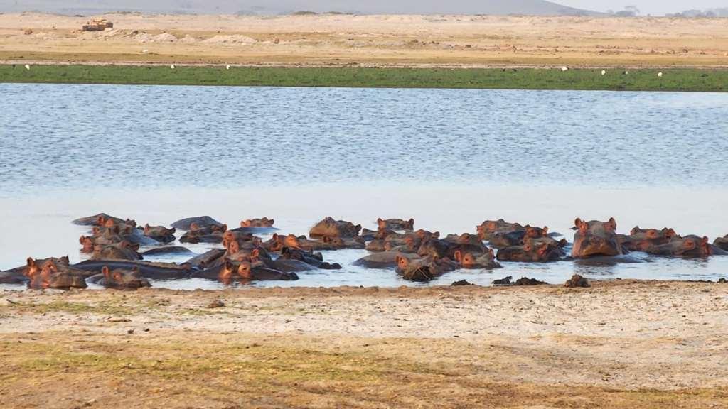 Amboseli Serena Safari Lodge Facilities photo